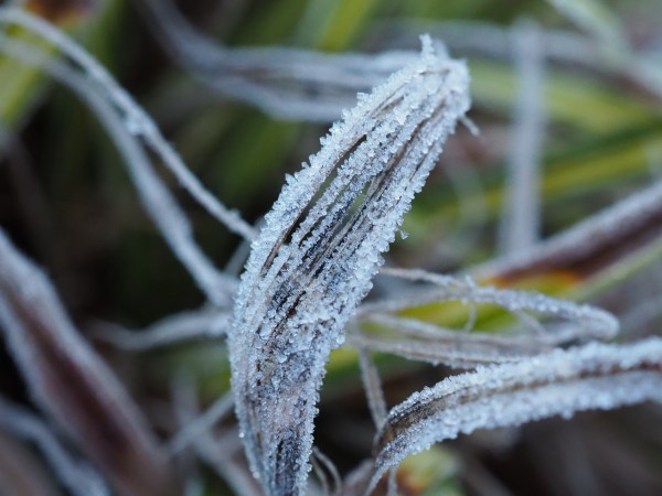 Close up image of the leaf of a plant covered in frost crystals