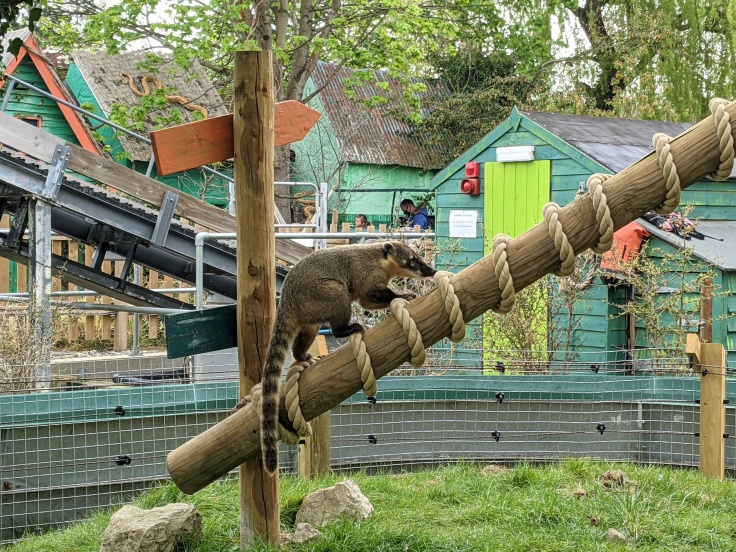 Coati climbing a wooden beam at Chessington