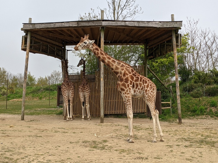 Giraffe seen during Zufari at Chessington