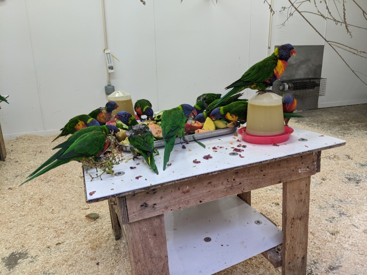 Lorikeets feeding in the inside part of their enclosure at Chessington