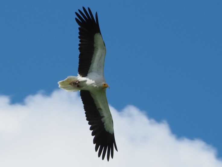 Boe the Egyptian vulture in flight against a bright blue sky