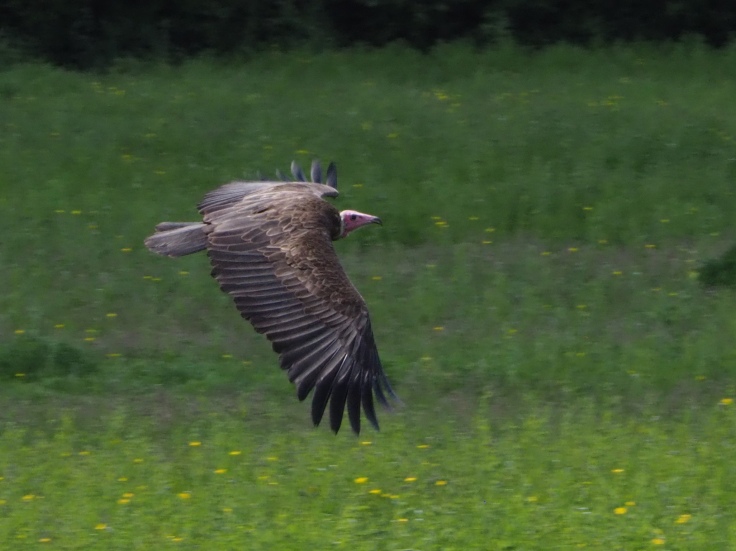 A hooded vulture flying over Reg's Meadow at Hawk Conservancy Trust