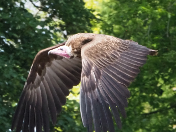 A close up of a hooded vulture in flight
