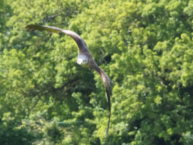Peregrine Falcon in flight