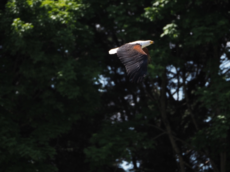 Othello the fish eagle in flight