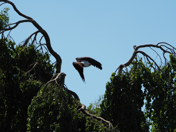 Othello the fish eagle flying down from the tree