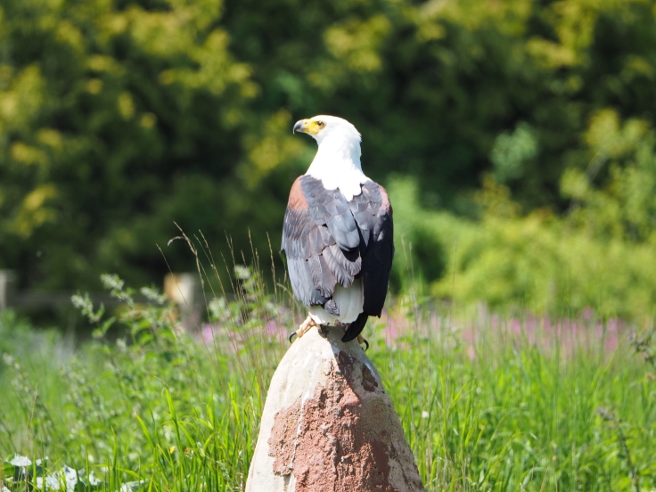 Othello the fish eagle perching on a rock during the flying demonstration