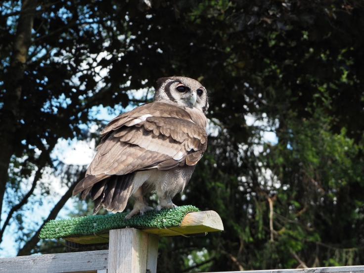 Milky eagle owl perched behind the audience during a show