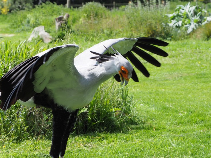 Angola the secretary bird prepares t strike a snake