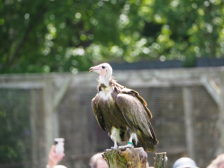 White backed vulture perched on a log