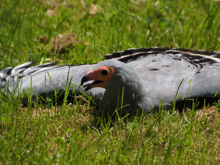African harrier-hawk trying to keep cool in the sun