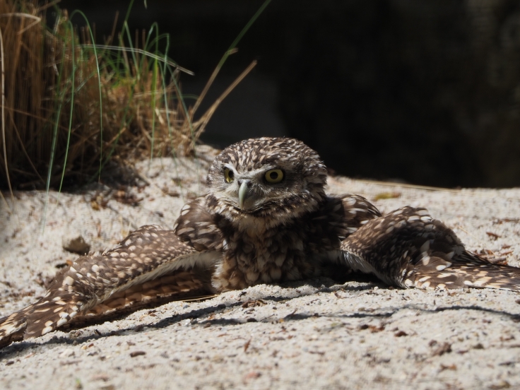 Burrowing owl trying to keep cool