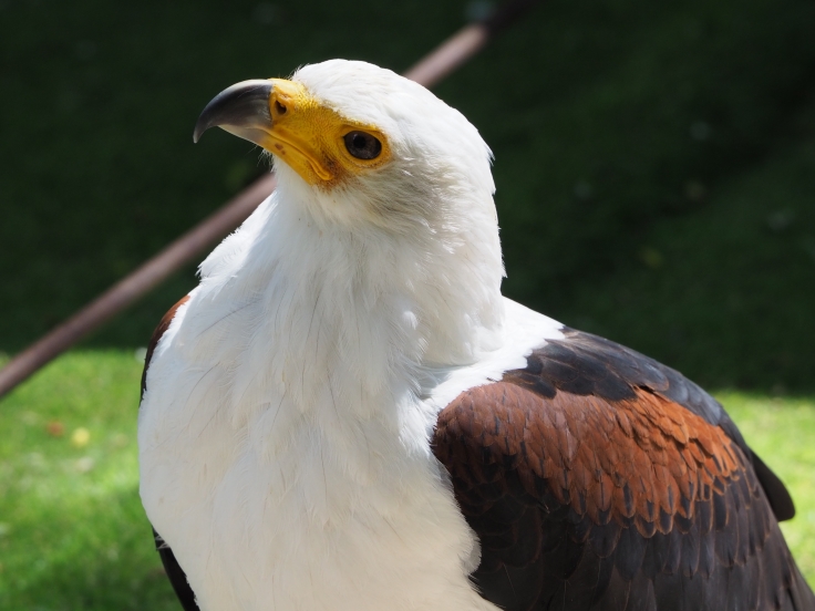Othello fish eagle looking up from his perch