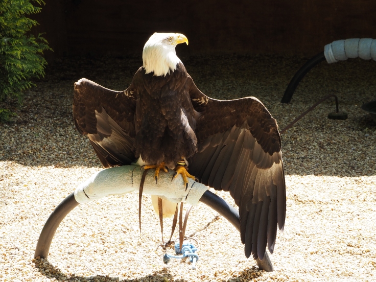 Orion the bald eagle sits with its wings out in the sun