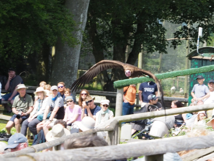 Hooded vulture flying over the audience
