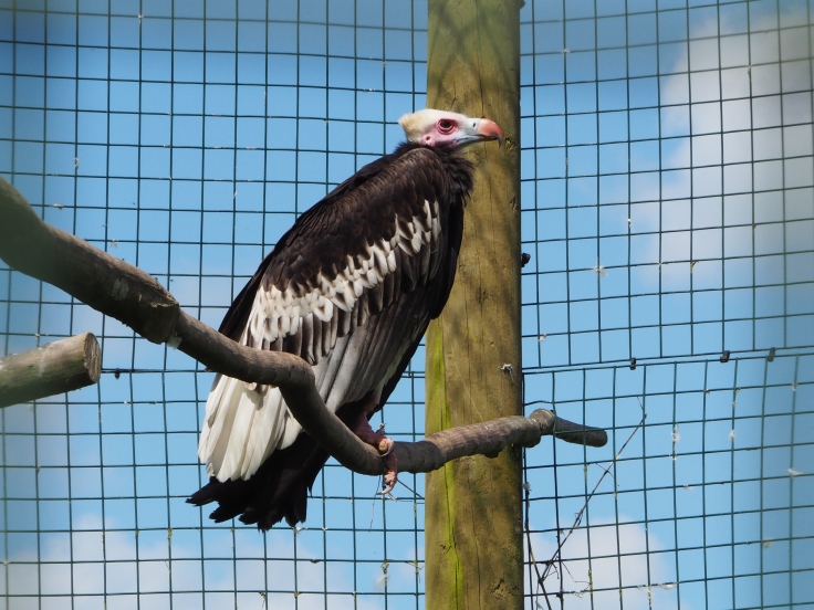 White headed vulture sitting on its perch
