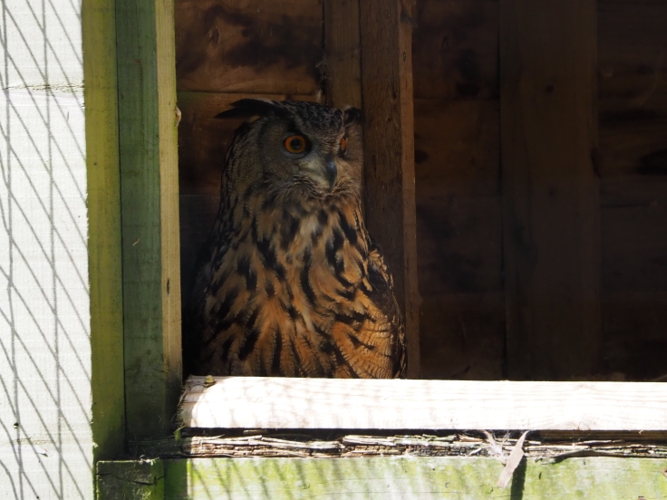 A Eurasian eagle owl looks out from its enclosure