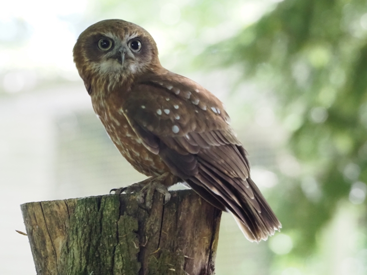 Troy the tawny owl perched on a tree during the Woodland Owls display