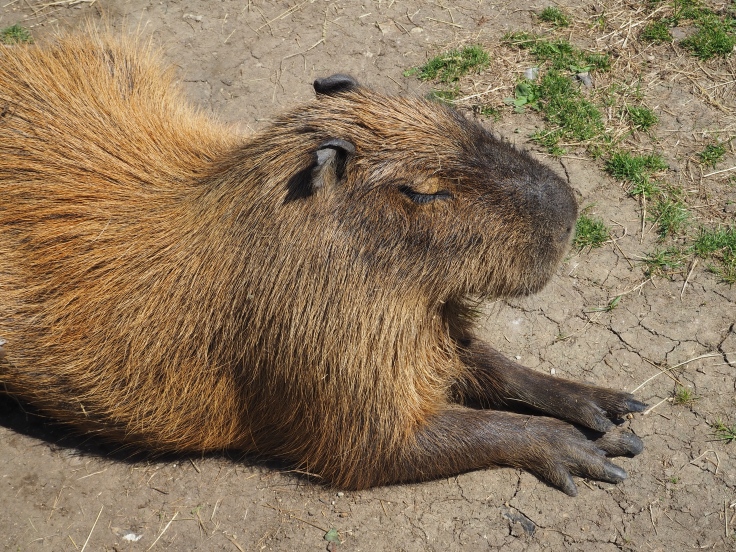 A capybara sat on the ground with its eyes shut in the sun