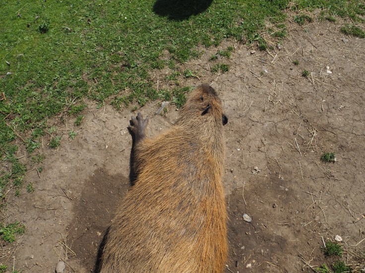 A sleeping capybara lying on the ground