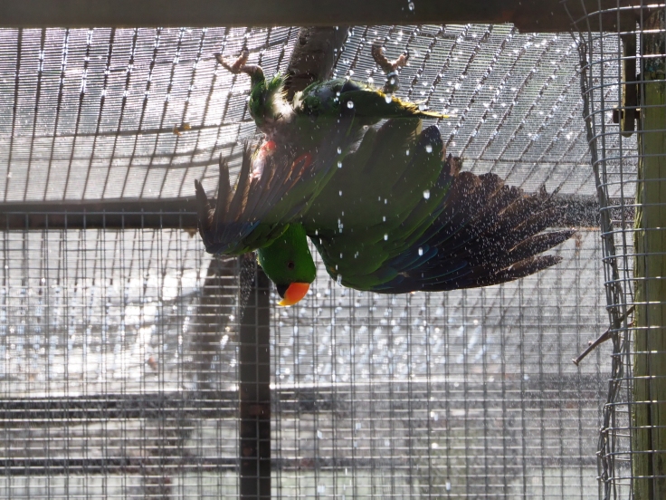 A green parrot with a yellow beak enjoying cooling off in a shower of water spray