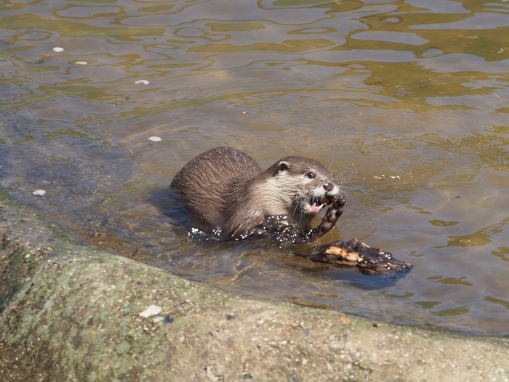 An otter playing with a small piece of wood in a pool of water