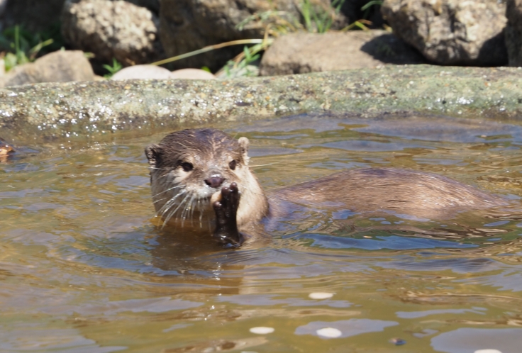 An otter with a stone in its paws which it has found in a pool of water