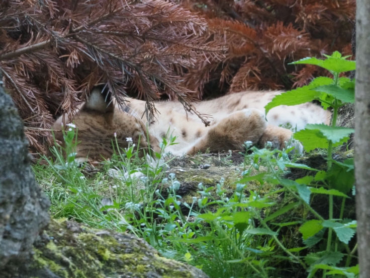 A Carpathian Lynx sleeping under a tree