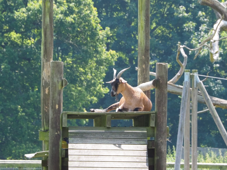 A goat resting on top of a platform in the sun
