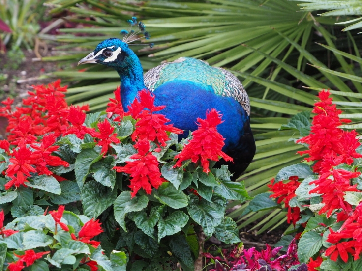A peacock hiding in a flower bed of red flowers