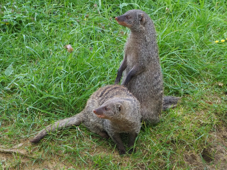 A pair of mongoose, one standing and one crouching in front