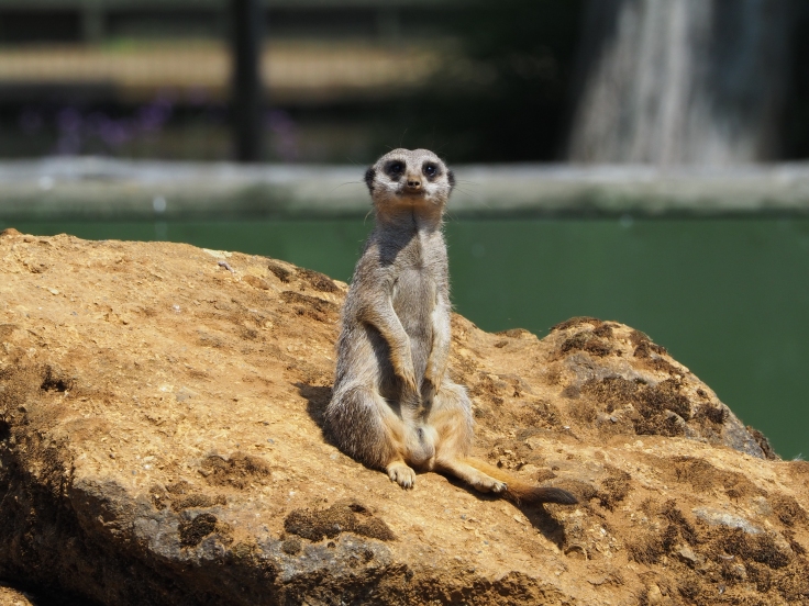 A meerkat sat on a rock looking directly towards the camera