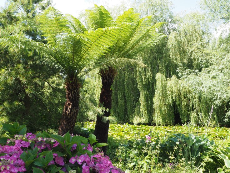 View over the lily pond in the grounds of Beale Wildlife Park